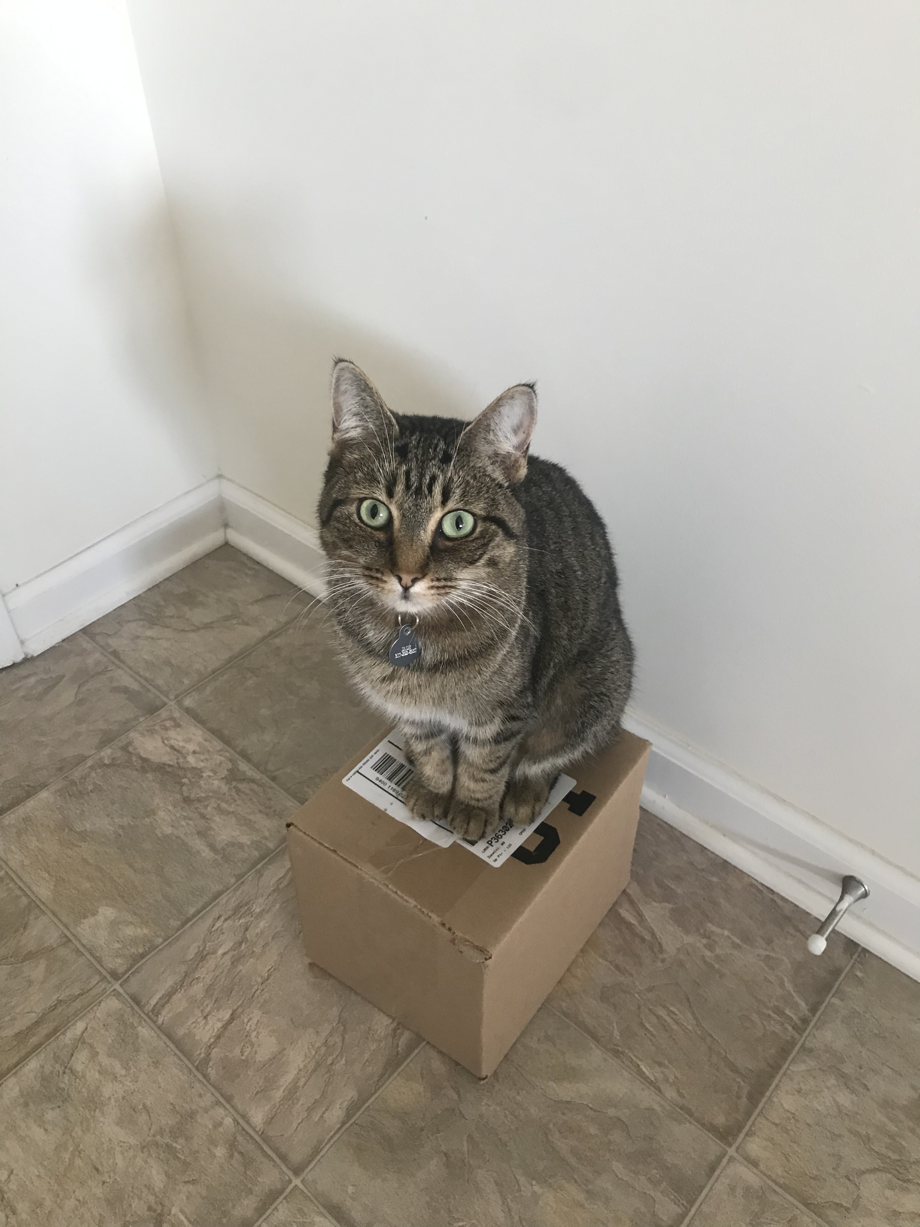 Cat on a Box