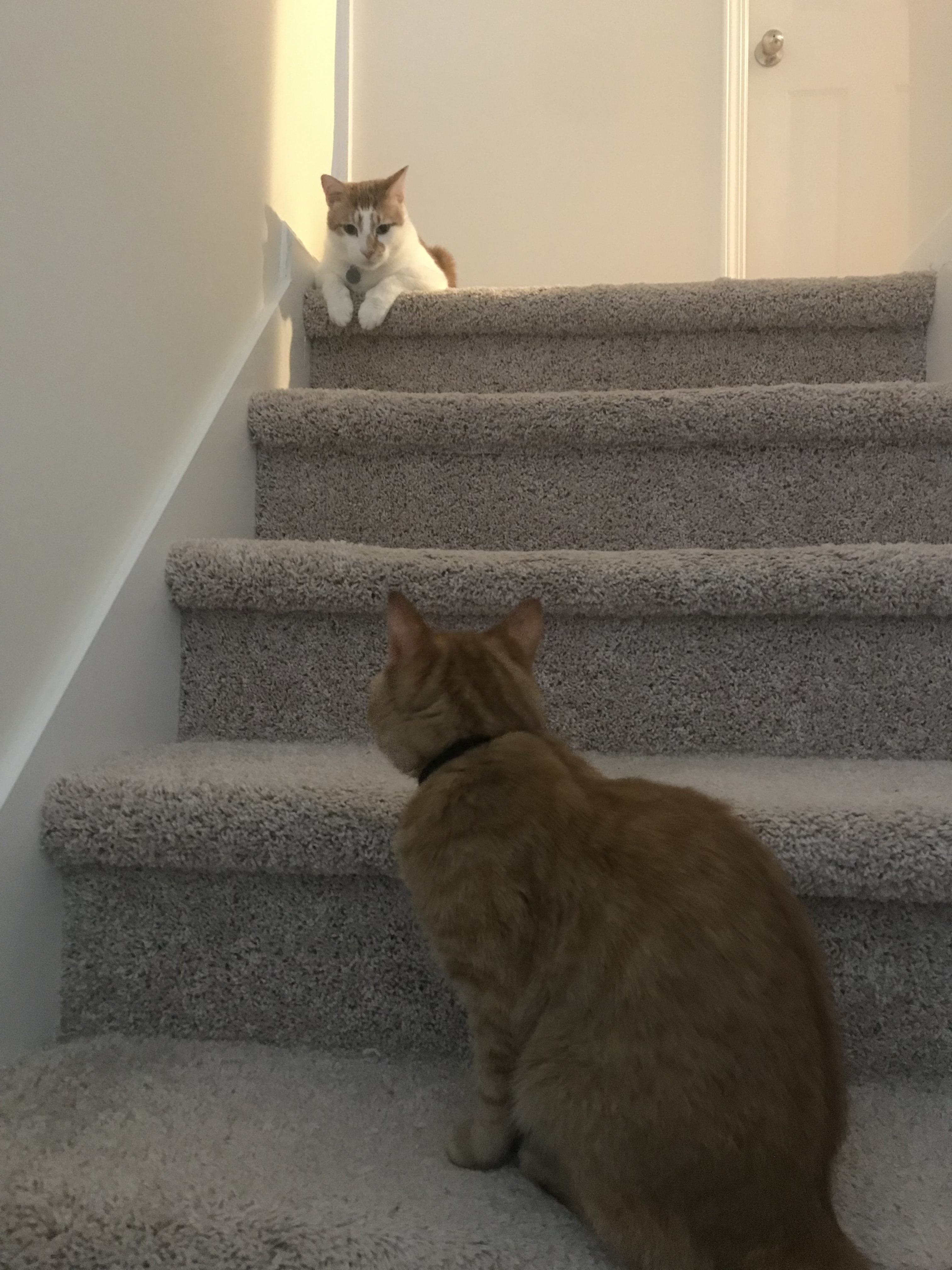 Cats Staring on Stairwell