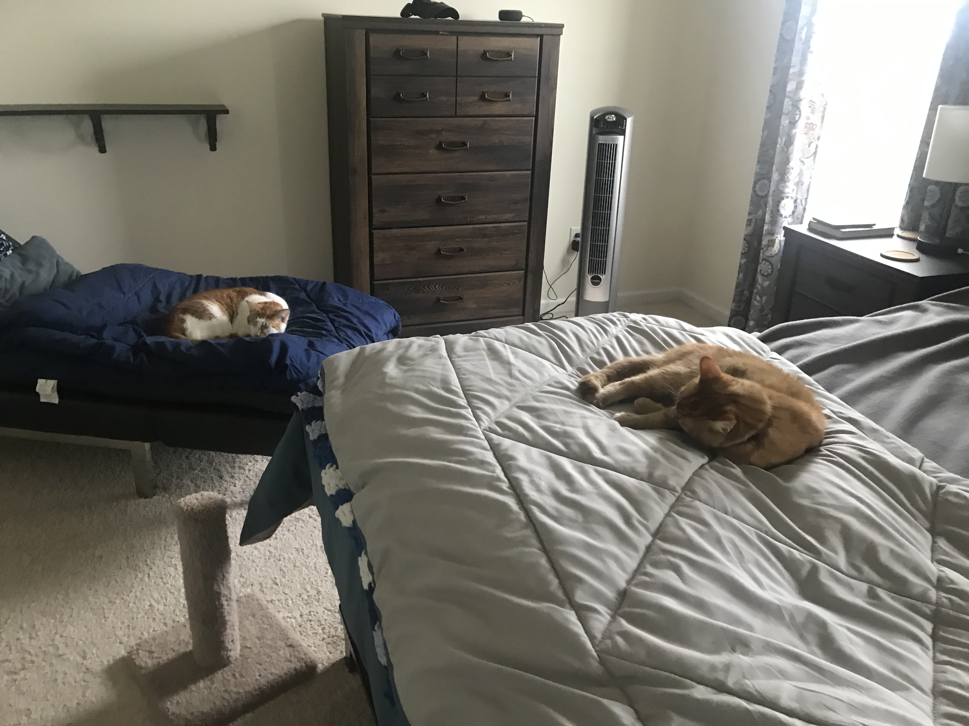 Cats Sleeping on Bed